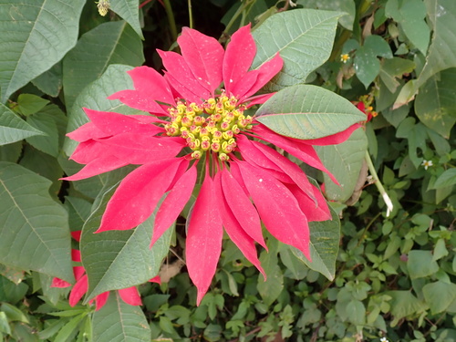 Poinsettia