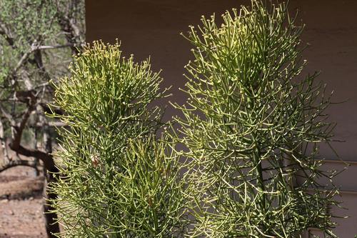 Indiantree spurge (Euphorbia tirucalli)
