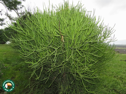 Indiantree spurge (Euphorbia tirucalli)