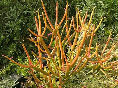 Indiantree spurge: A picture the Euphorbia tirucalli en 'Sticks on Fire' plant. Photo taken at the Chanticleer Garden where it was identified. Camera and Exposure Details: Camera: