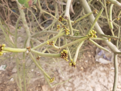 Indiantree spurge (Euphorbia tirucalli)