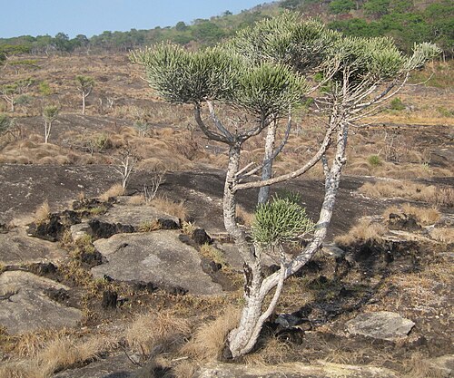 Indiantree spurge: Euphorbia tirucalli in its natural habitat in Nampula province of Mozambique.