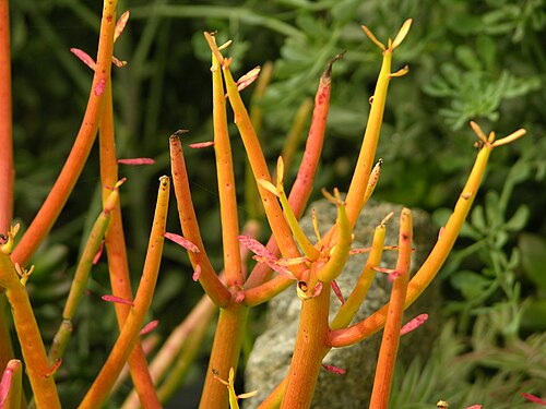 Indiantree spurge: A closeup picture the Euphorbia tirucalli en 'Sticks on Fire' plant. Photo taken at the Chanticleer Garden where it was identified. Camera and Exposure Details: