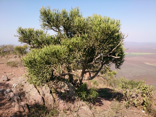 Indiantree spurge (Euphorbia tirucalli)