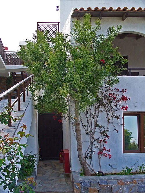 Indiantree spurge: Euphorbia tirucalli , Euphorbiaceae, Indian Tree Spurge, Naked Lady, Pencil Tree, Sticks on Fire, Milk Bush, habitus; Hersonissos, Crete, Greece. The chyle is u