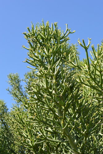 Indiantree spurge (Euphorbia tirucalli)