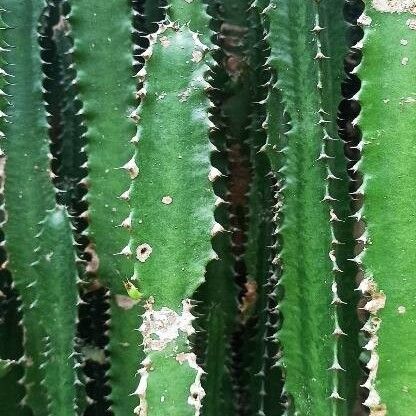 African milk tree (Euphorbia trigona)