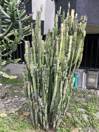 African milk tree (Euphorbia trigona)