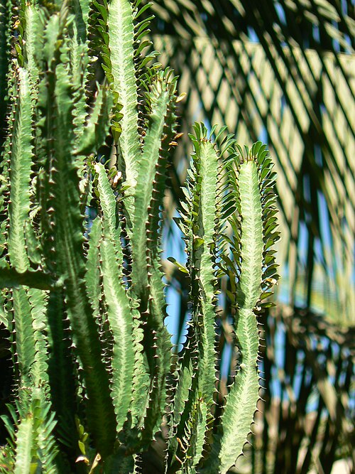 African milk tree: Euphorbia trigona