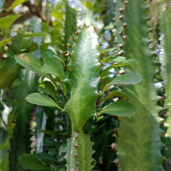 African milk tree (Euphorbia trigona)