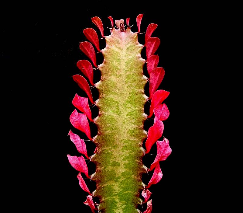 African milk tree: Euphorbia trigona fa. rubra
