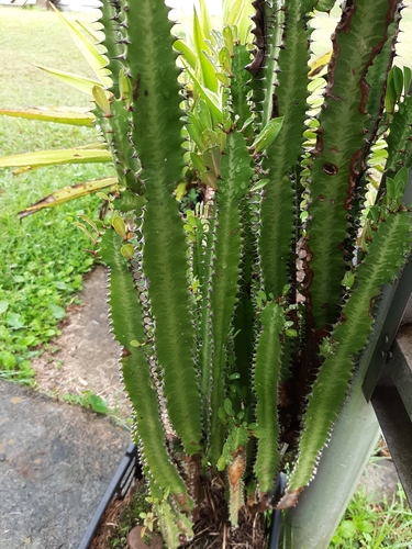 African milk tree (Euphorbia trigona)