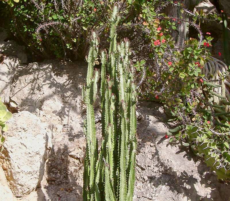 African milk tree: Euphorbia trigona , BG Jardin Exotique in Monaco