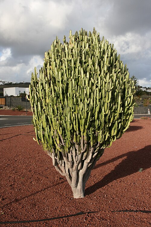 African milk tree: Euphorbia trigona in the roundabout of the roads LZ-2 and LZ-706 precisely on the border between Tías and Yaiza , Lanzarote, Canary Islands. The plant is grown