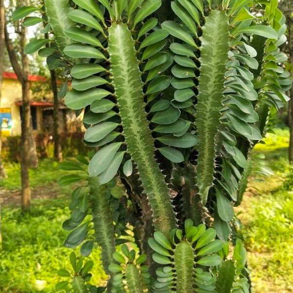 African milk tree (Euphorbia trigona)
