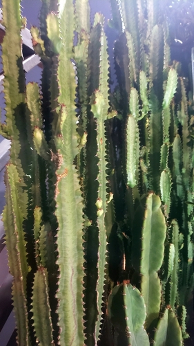 African milk tree (Euphorbia trigona)