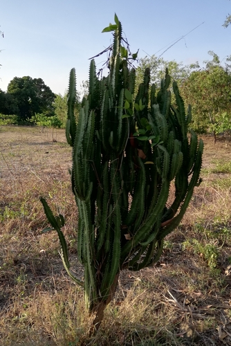 African milk tree (Euphorbia trigona)