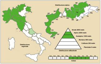 Euphrasia alpina: Euphrasia alpina - Distribuzione