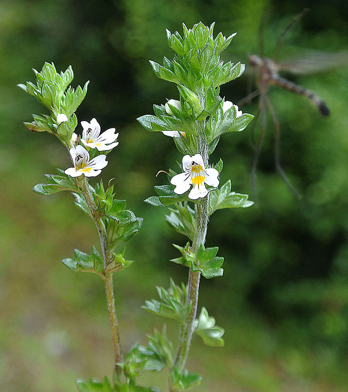 Euphrasia antarctica: A species known as Choco-choco and found mainly in Patagonia. Photo from Caleta Tortel, Chile.