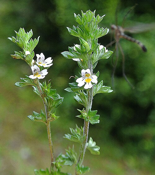 Euphrasia antarctica: A species known as Choco-choco and found mainly in Patagonia. Photo from Caleta Tortel, Chile.