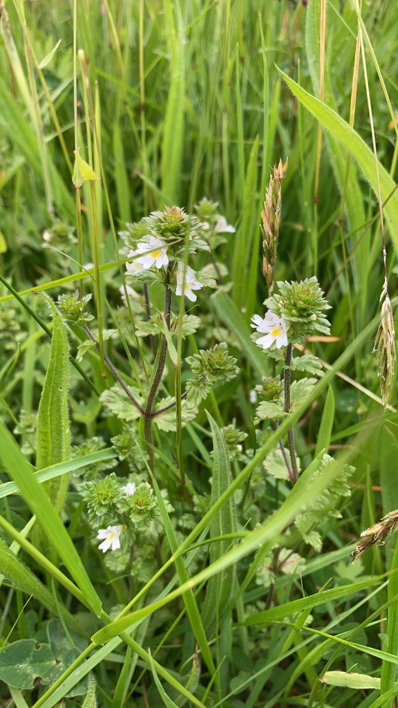 Euphrasia arctica (Euphrasia arctica)