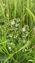 Euphrasia arctica (Euphrasia arctica)