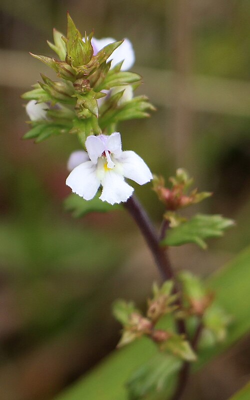 Euphrasia arguta: likely to be Euphrasia ciliolata or arguta, Mount Grundy summit 1463 metres above sea level, Orobanchaceae