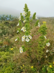 Euphrasia azorica (Euphrasia azorica)