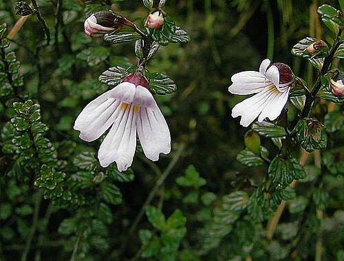 Euphrasia borneensis: Euphrasia borneensis