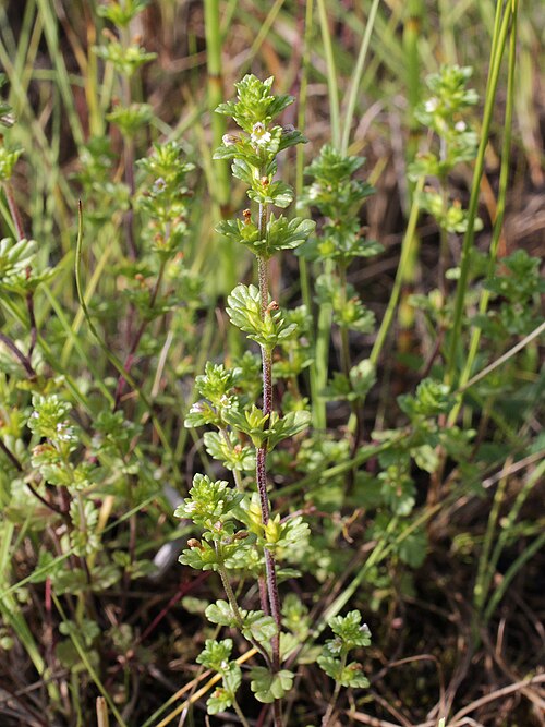 Euphrasia bottnica: Scrophulariaceae, Euphrasia bottnica