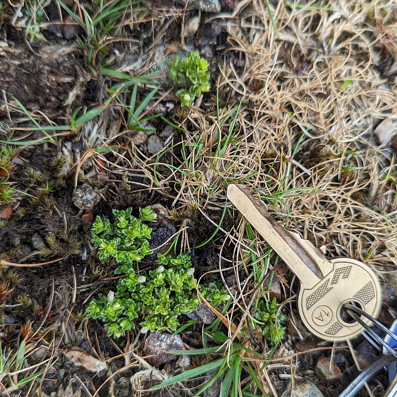 Euphrasia cambrica: Euphrasia cambrica, Clogwyn Du'r Addu_12