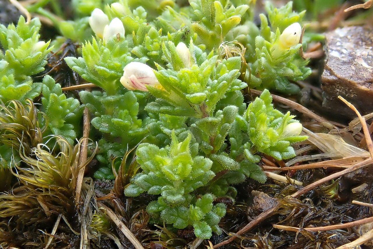 Euphrasia cambrica: Euphrasia cambrica, Clogwyn Du'r Addu_4
