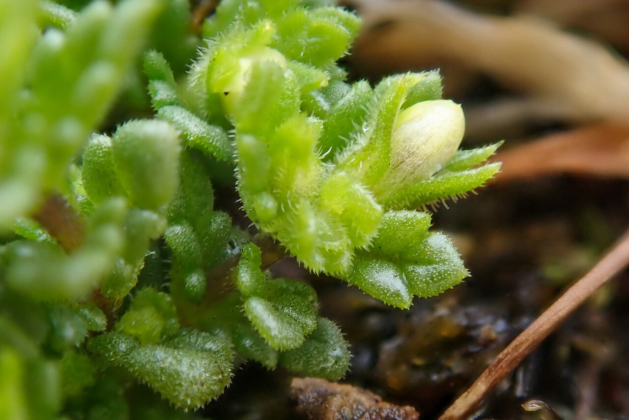 Euphrasia cambrica: Euphrasia cambrica, Clogwyn Du'r Addu_9