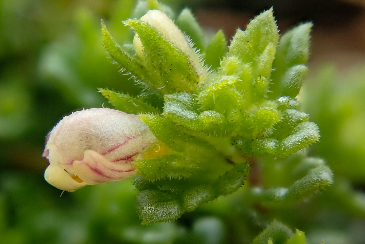 Euphrasia cambrica: Euphrasia cambrica, Clogwyn Du'r Addu_5