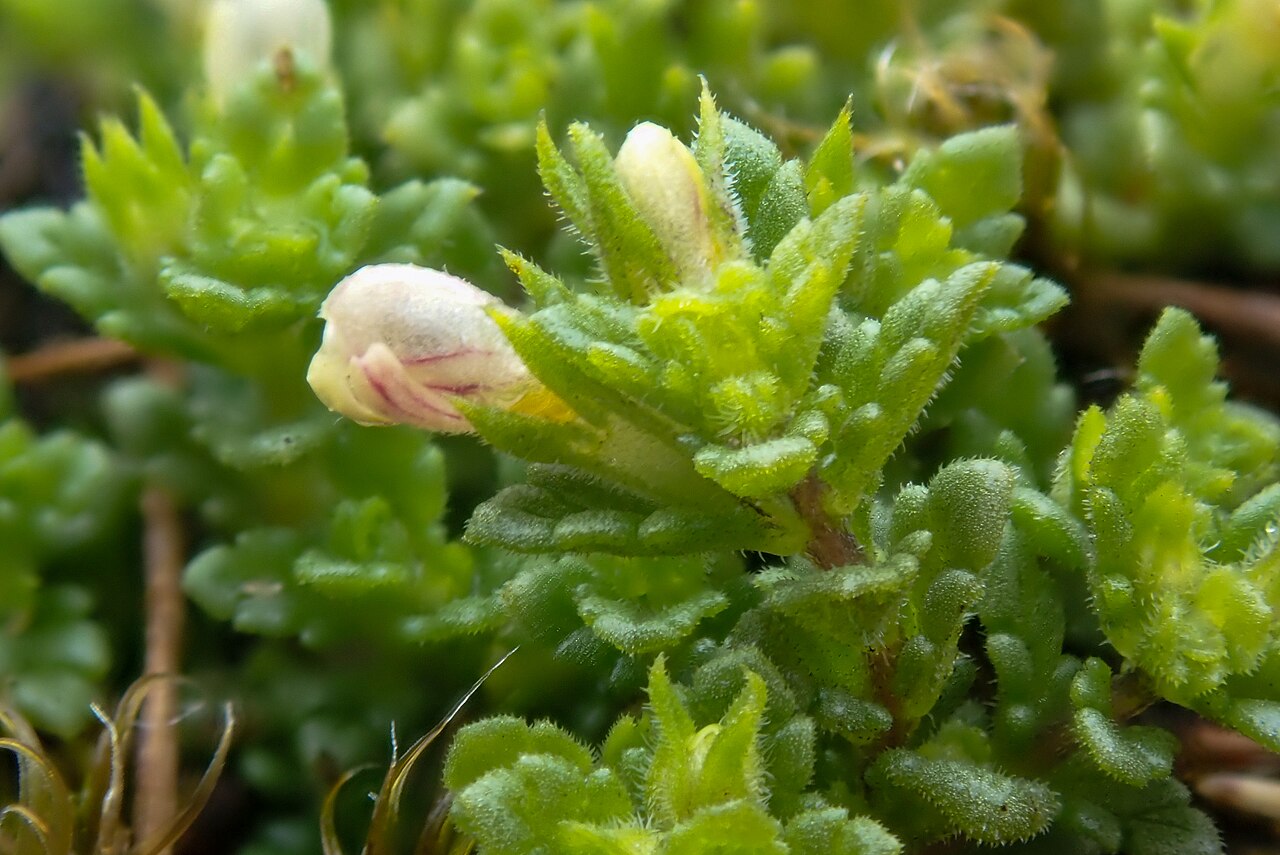 Euphrasia cambrica: Euphrasia cambrica, Clogwyn Du'r Addu_8
