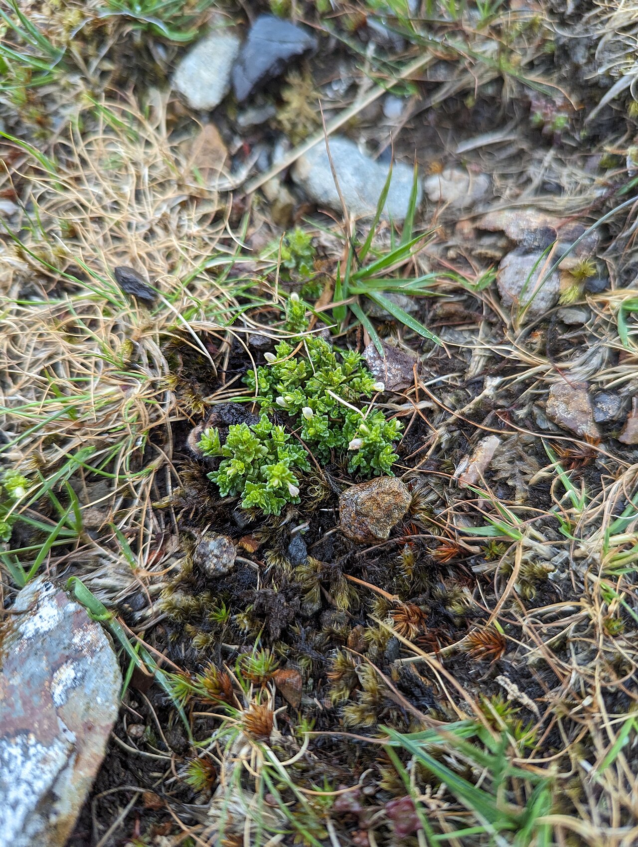 Euphrasia cambrica: Euphrasia cambrica, Clogwyn Du'r Addu_11
