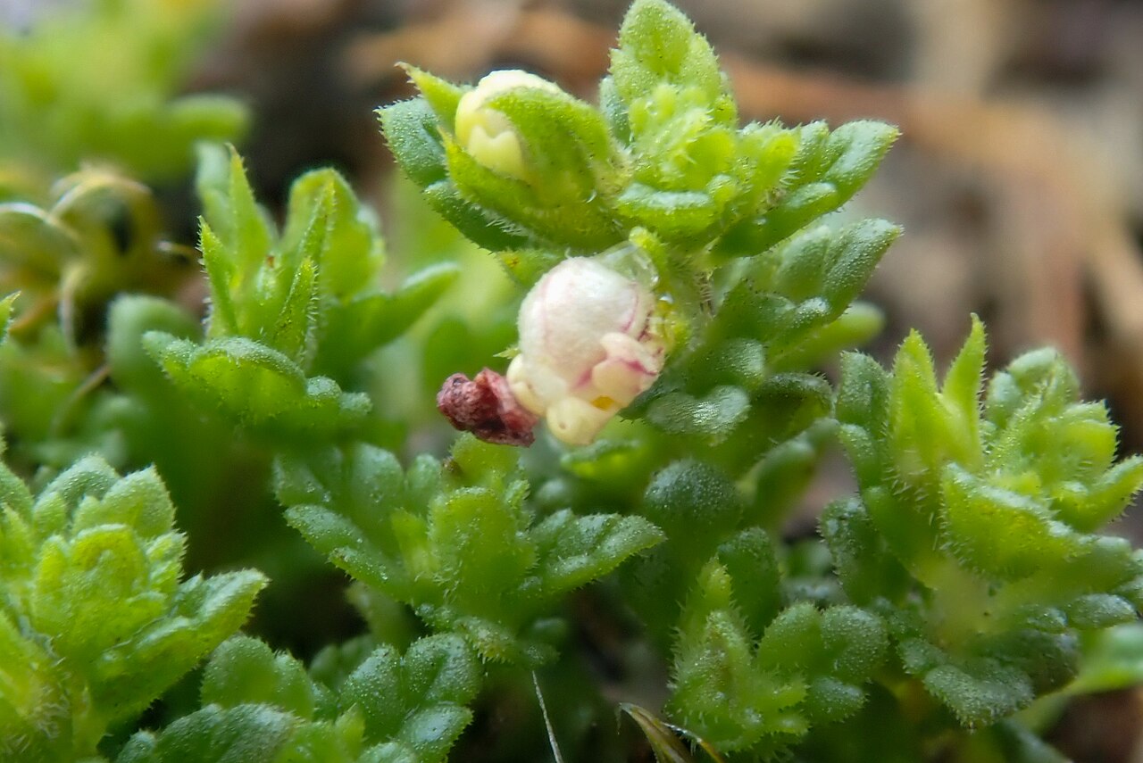 Euphrasia cambrica: Euphrasia cambrica, Clogwyn Du'r Addu_6