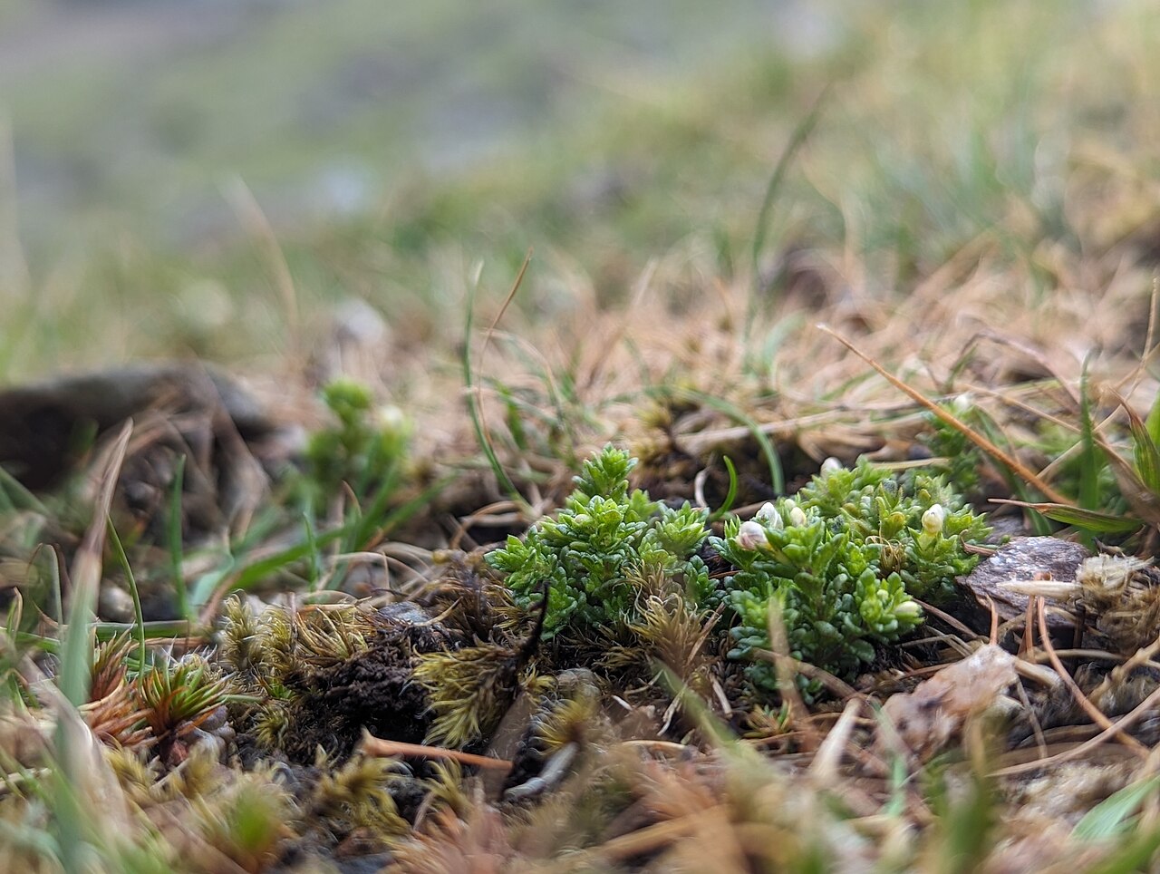 Euphrasia cambrica: Euphrasia cambrica, Clogwyn Du'r Addu_13