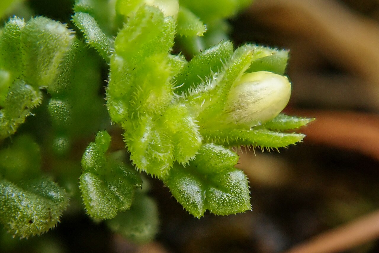 Euphrasia cambrica: Euphrasia cambrica, Clogwyn Du'r Addu_10