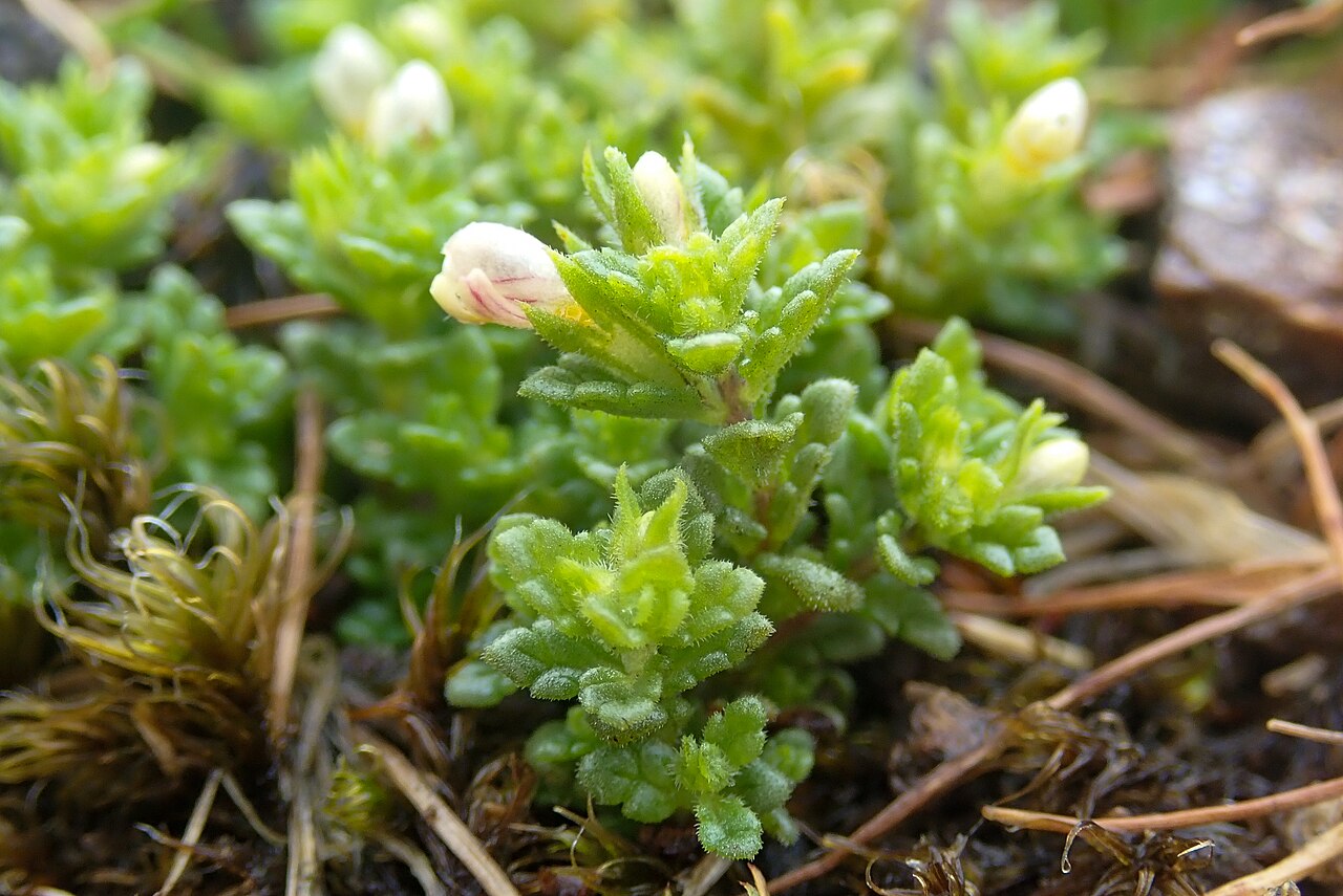 Euphrasia cambrica: Euphrasia cambrica, Clogwyn Du'r Addu_3