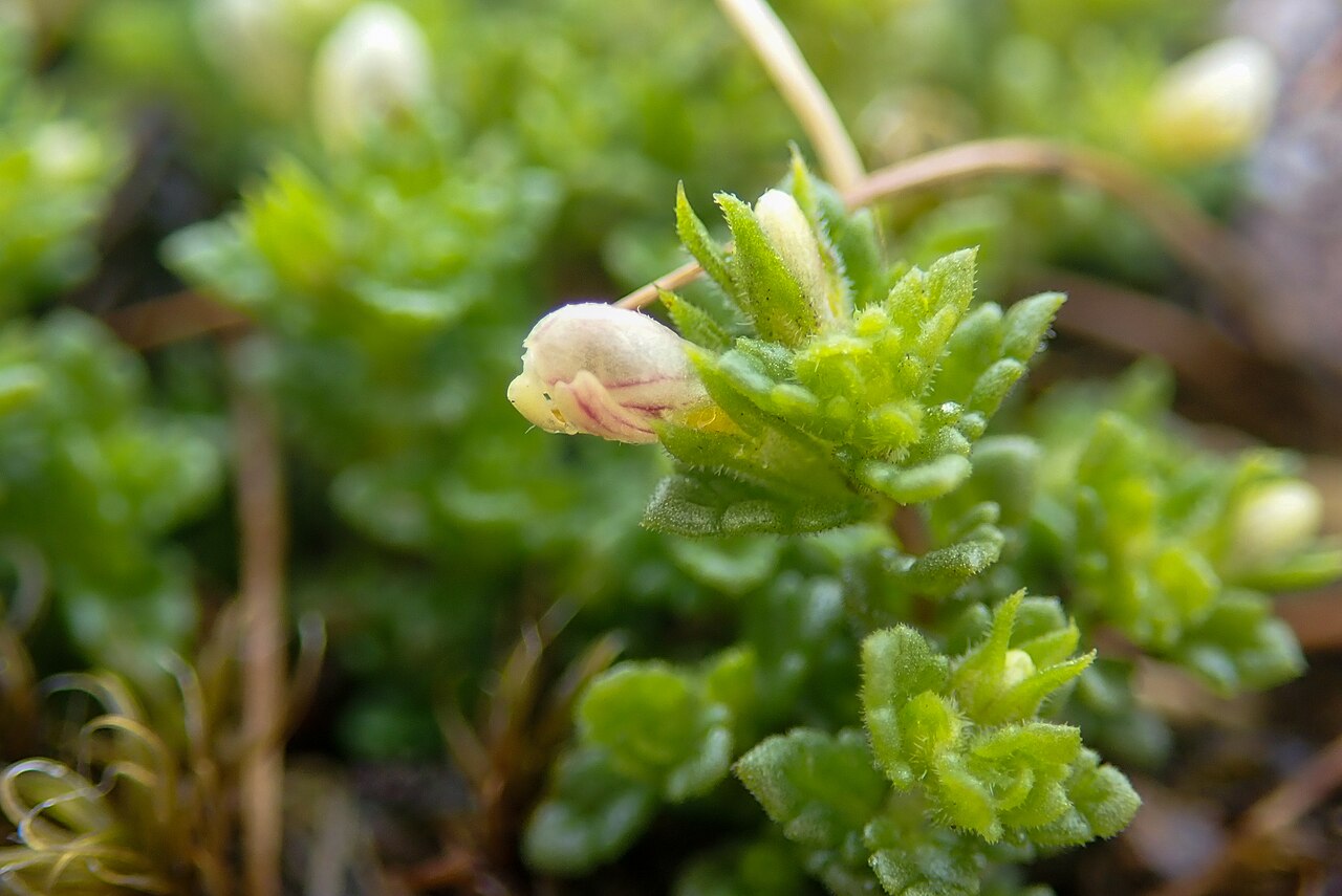 Euphrasia cambrica: Euphrasia cambrica, Clogwyn Du'r Addu_2