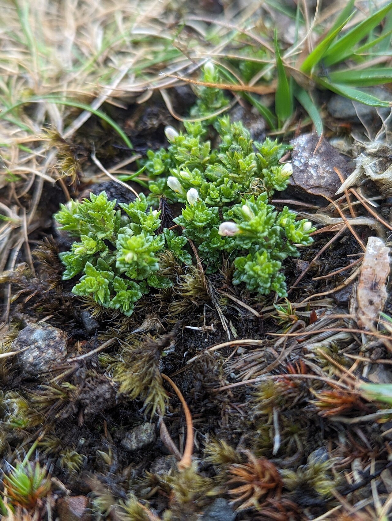 Euphrasia cambrica: Euphrasia cambrica, Clogwyn Du'r Addu_14