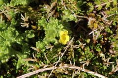 Euphrasia cockayneana (Euphrasia cockayneana)