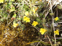 Euphrasia cockayneana (Euphrasia cockayneana)