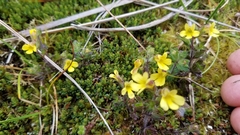 Euphrasia cockayneana (Euphrasia cockayneana)