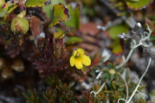 Euphrasia cockayneana (Euphrasia cockayneana)