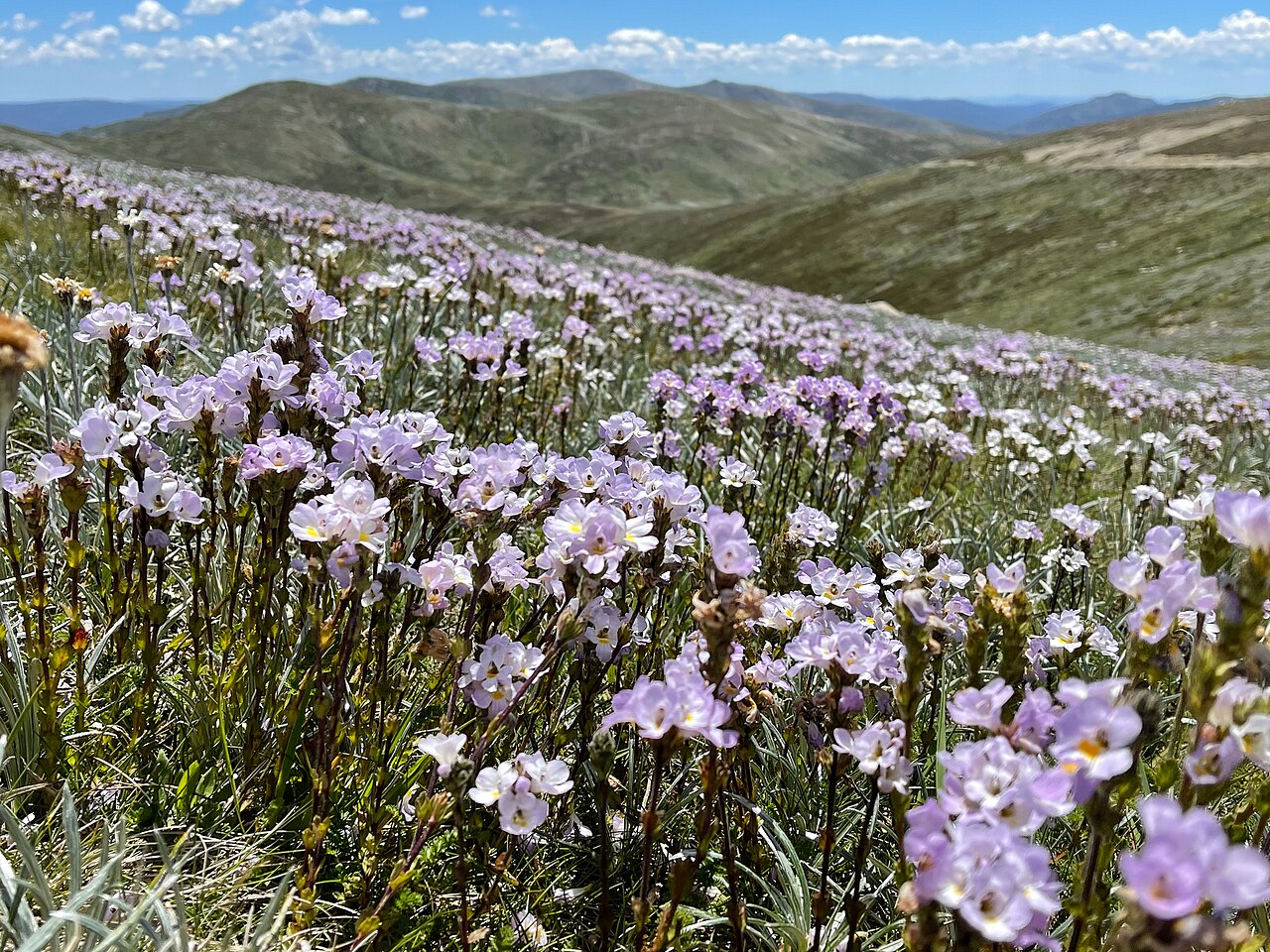 Euphrasia collina: purple eyebright ( Euphrasia collina ), Tumbarumba, Kosciuszko, New-South-Wales, Australia.