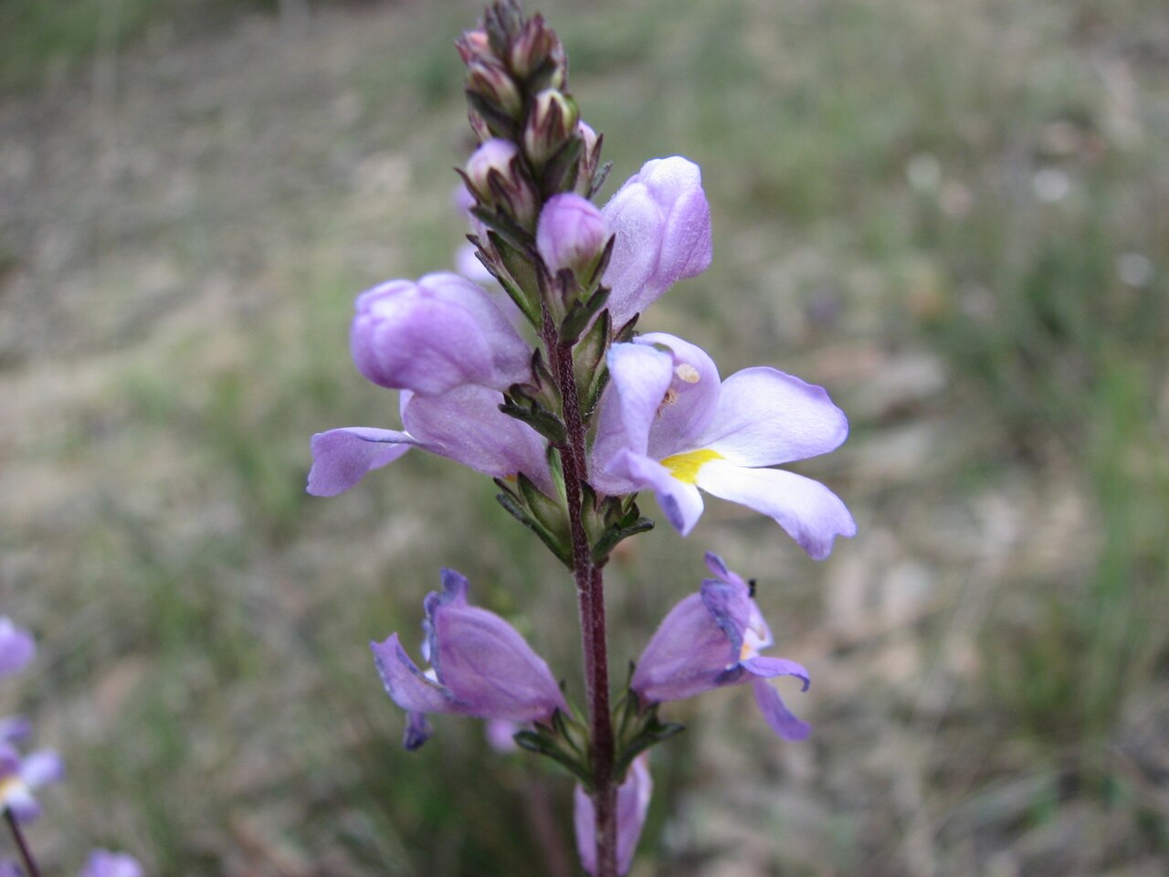 Euphrasia collina: Euphrasia collina subsp. collina , Bunyip State Park , Victoria, Australia