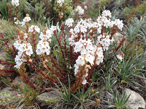 Euphrasia crassiuscula (Euphrasia crassiuscula)