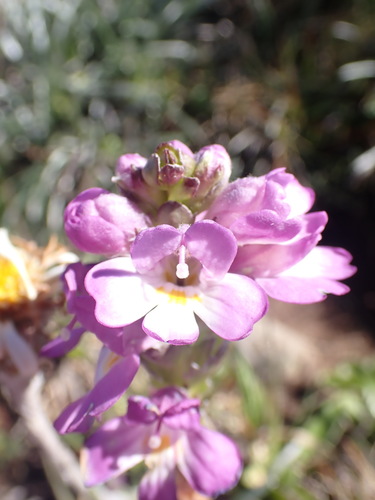 Euphrasia crassiuscula (Euphrasia crassiuscula)